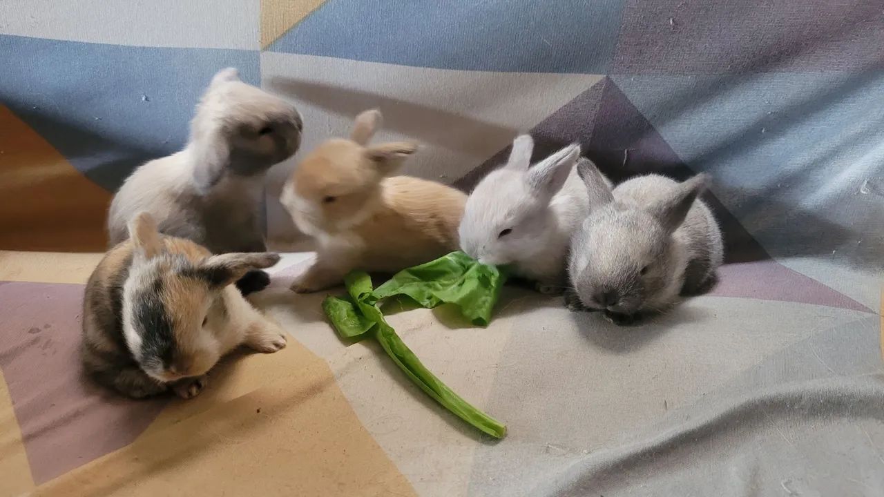 Coelho filhote Holland lop - Foto 2
