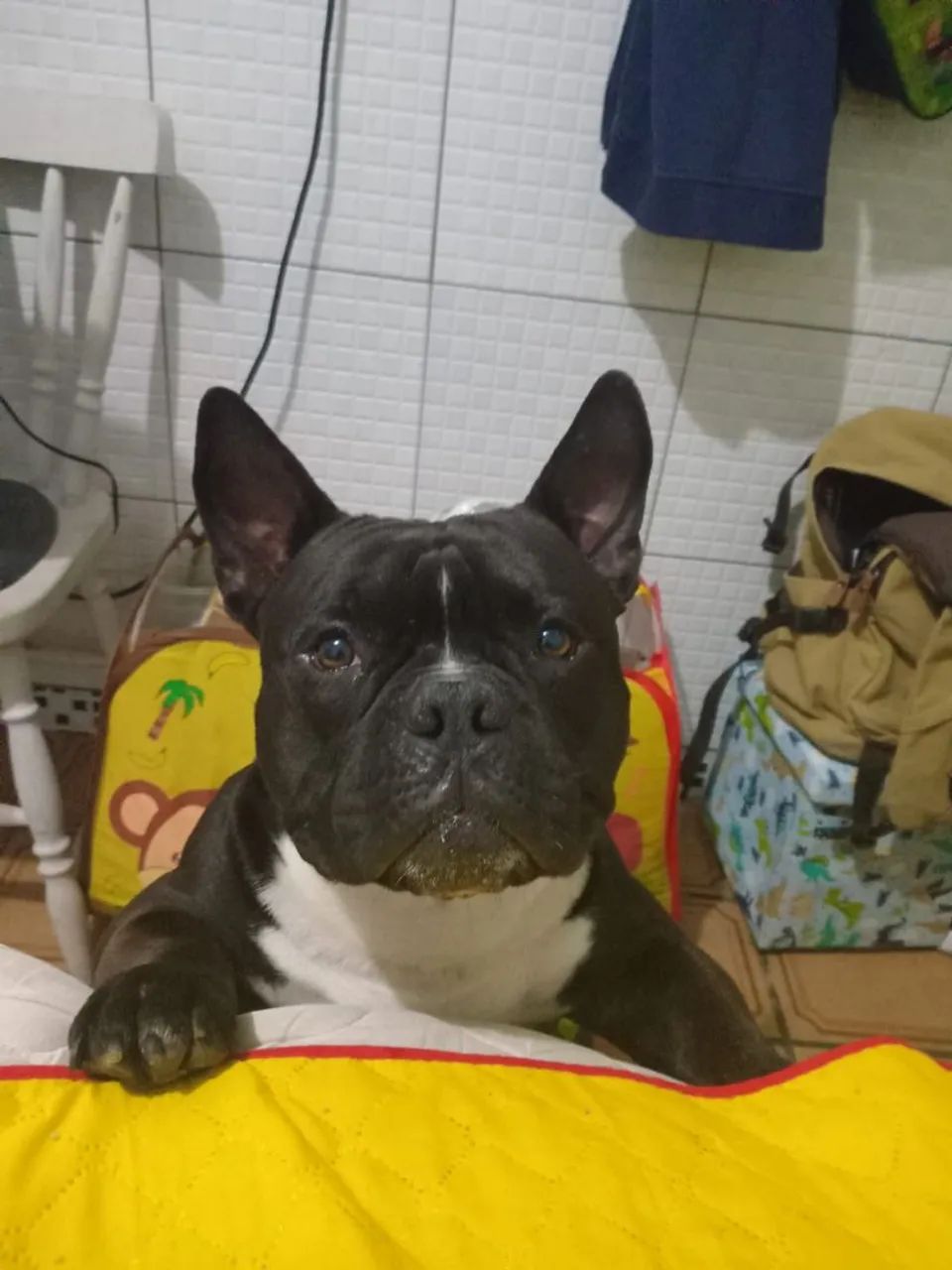 Adoção - Foto 2