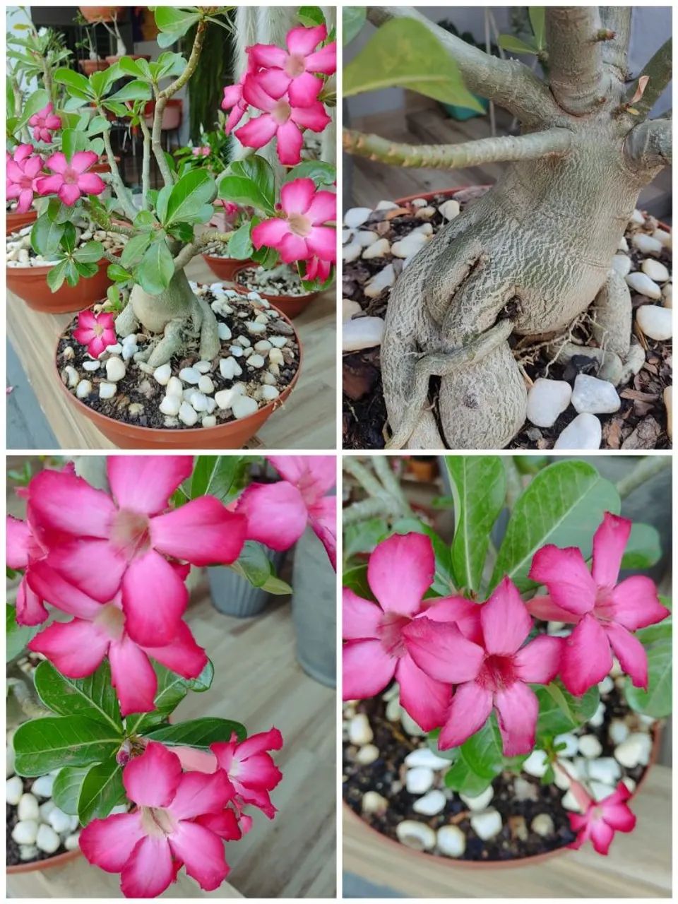 Rosas do deserto  - Foto 3