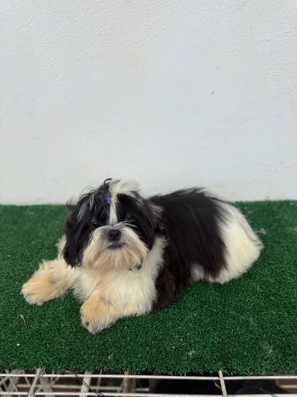 Shihtzu macho 5 meses  - Foto 2