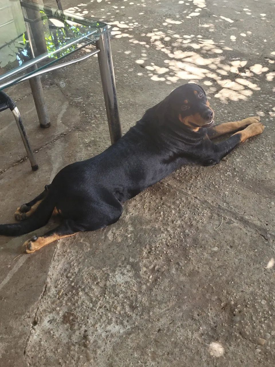 Rotweiller 