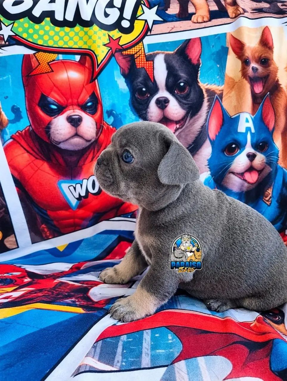 Bulldog Francês  - Foto 2