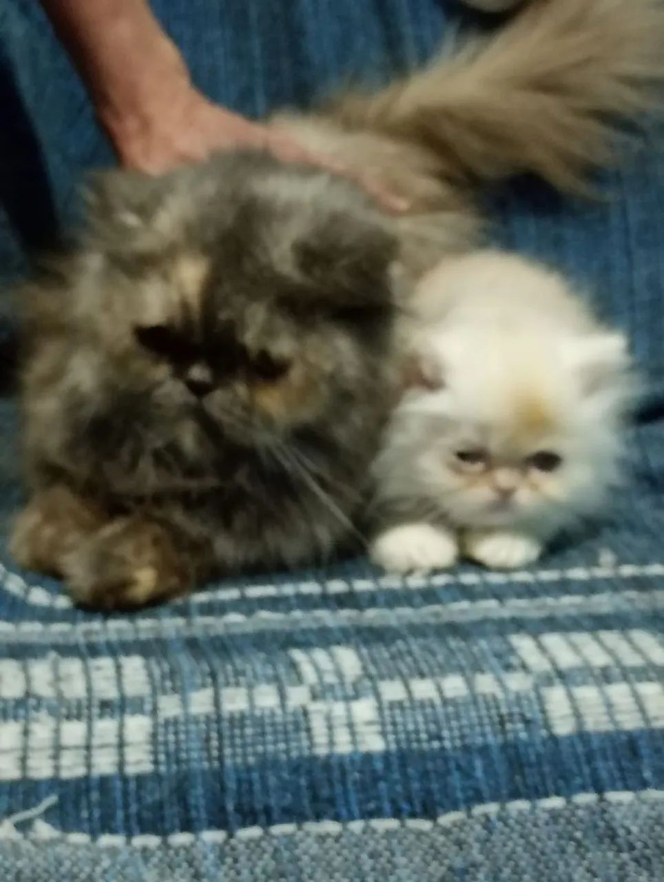 Gato persa macho com 50 dias pai e mãe puros