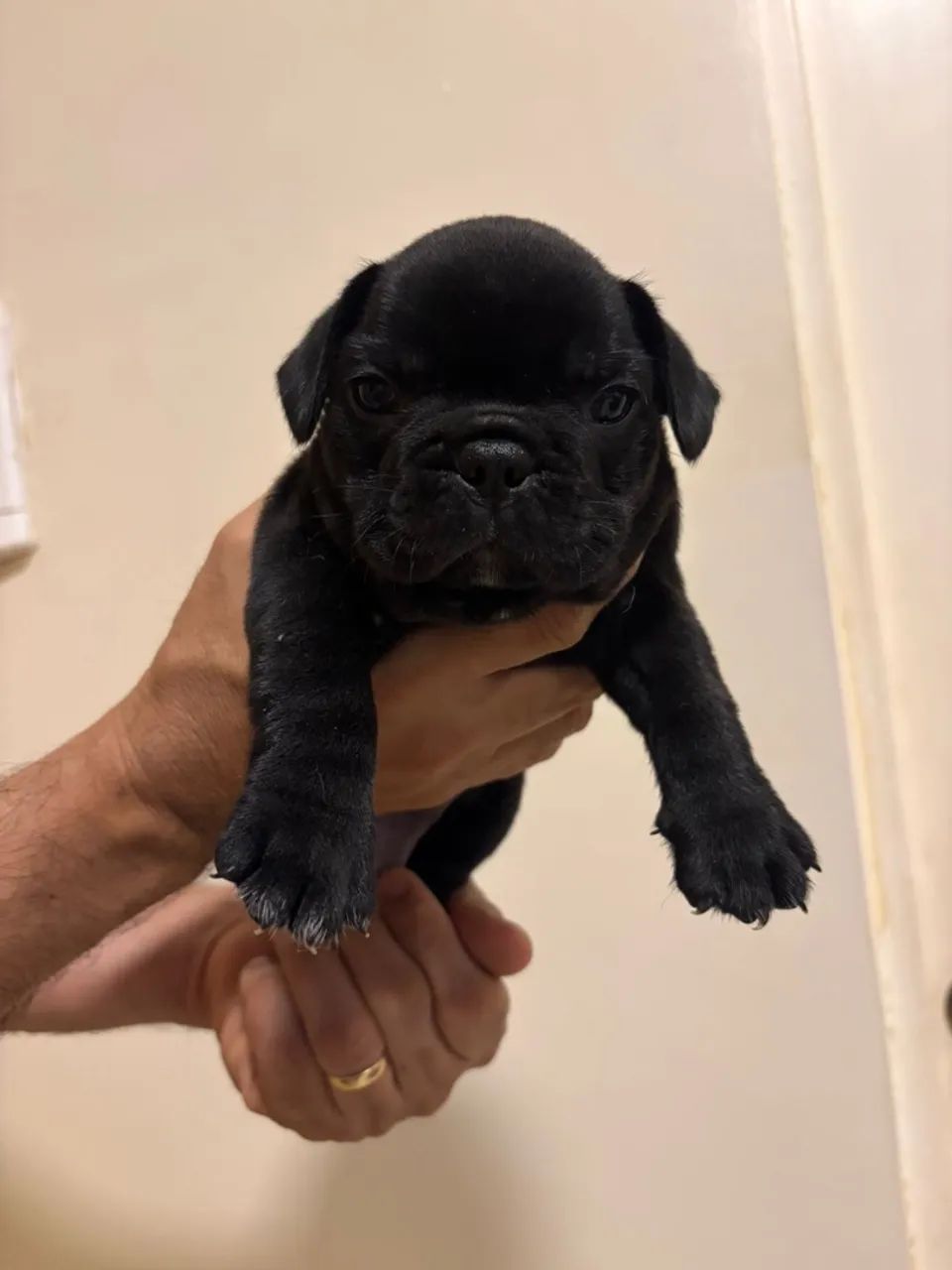 Buldogue Francês a venda - Foto 2