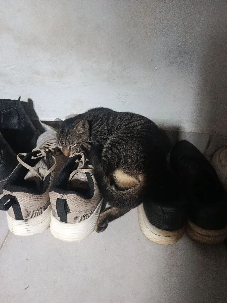 Doação de gatos - Foto 2