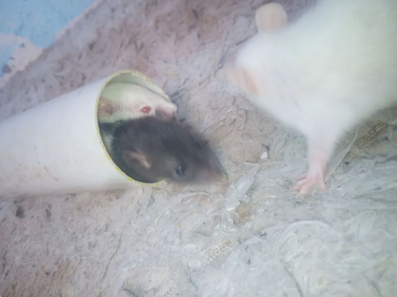 Rato Twister  - Foto 3