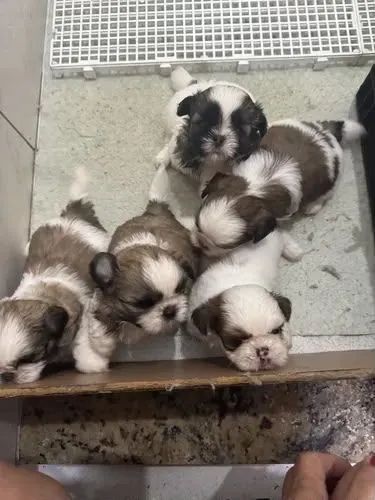 Cachorro shitsu
