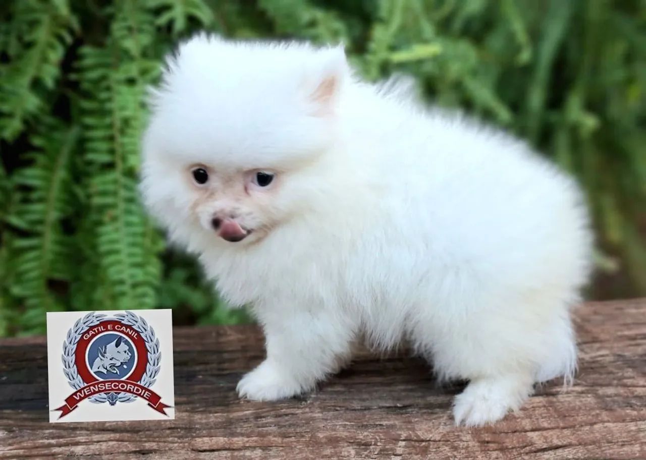 Filhote Mine Spitz Alemão branco - Foto 4