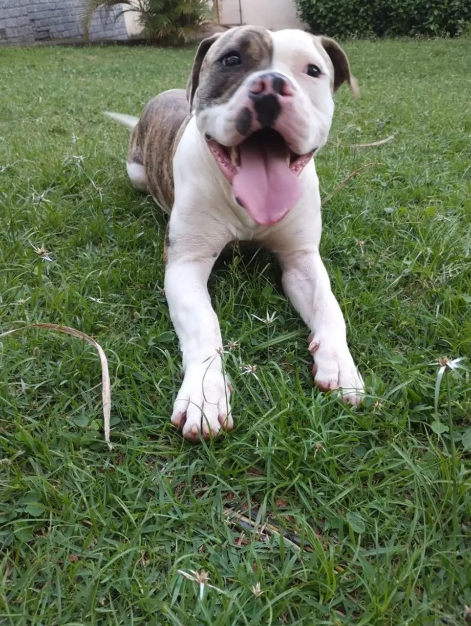 Pet - Foto 2