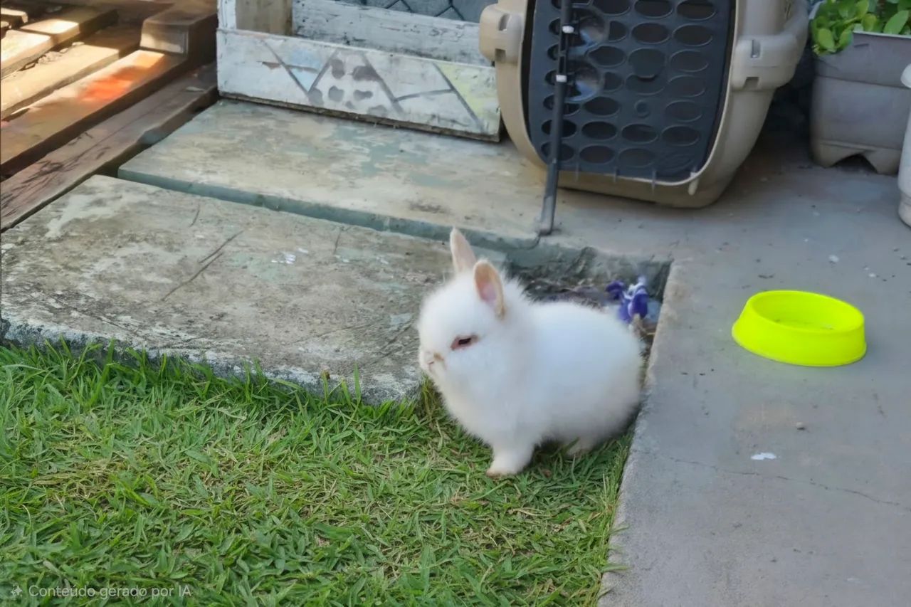 Mini Lionhead  - Foto 5