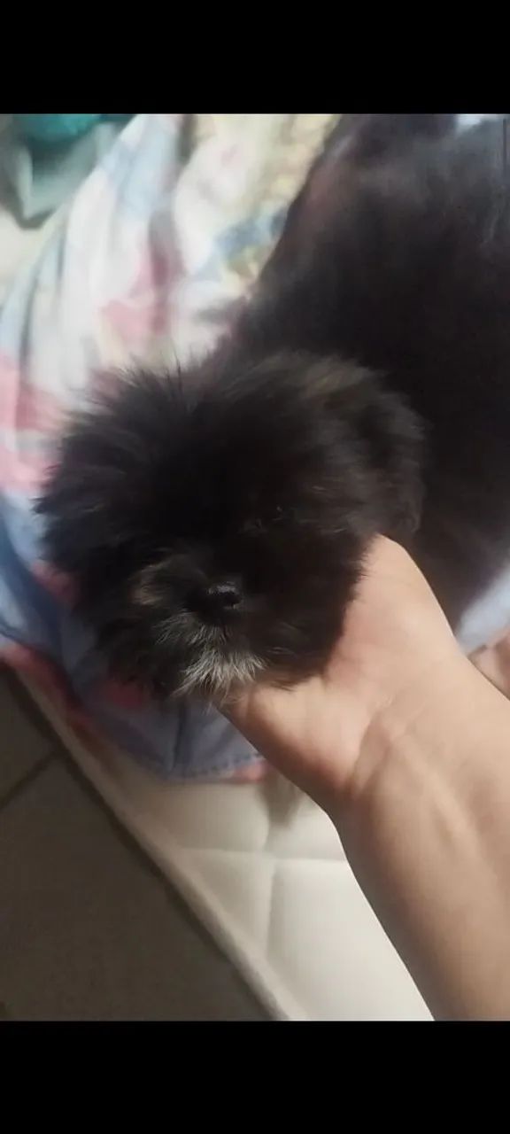 Shitzu com lulu - Foto 2