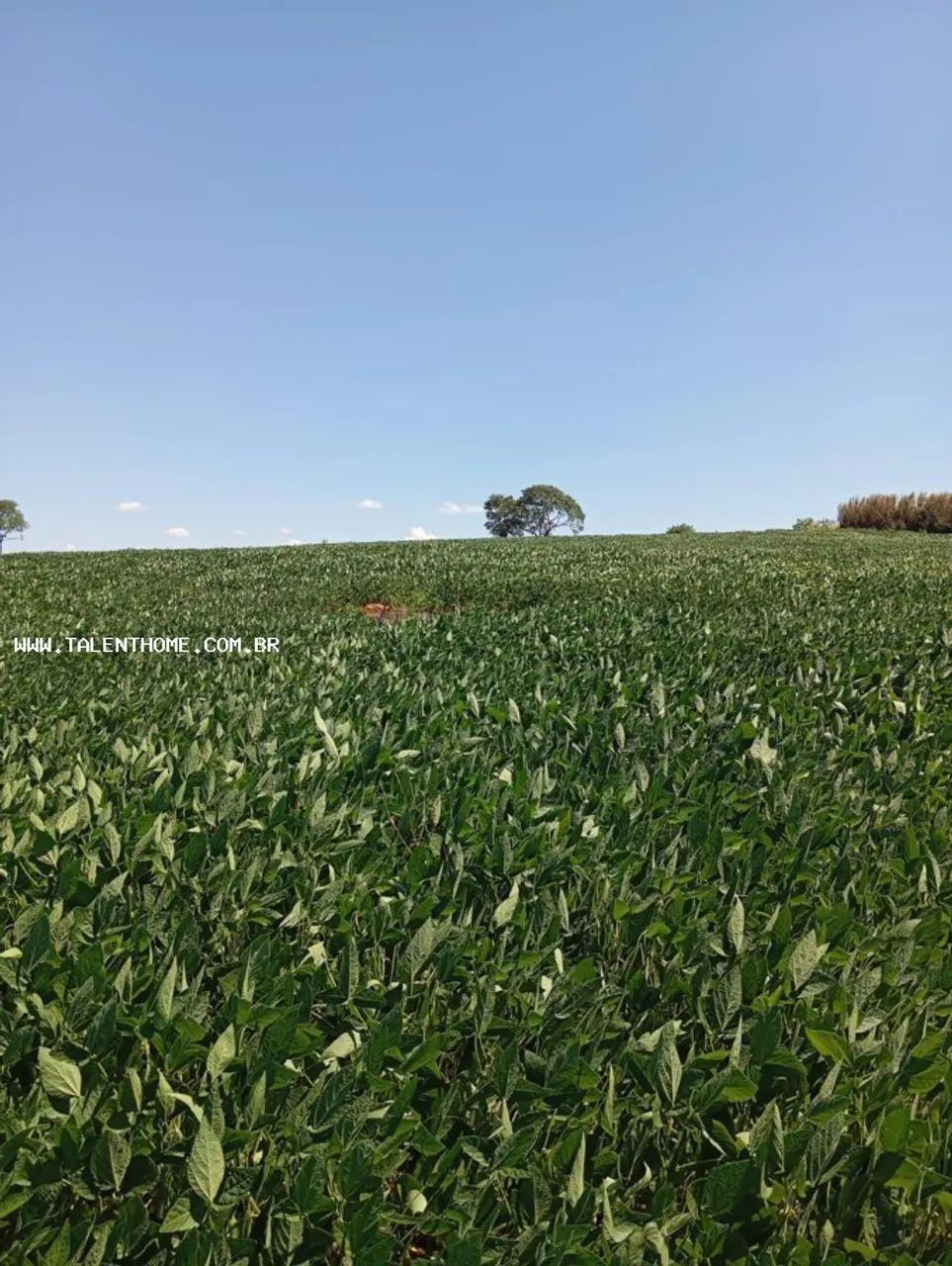 Área Rural para Venda em Uraí, RURAL - Foto 2