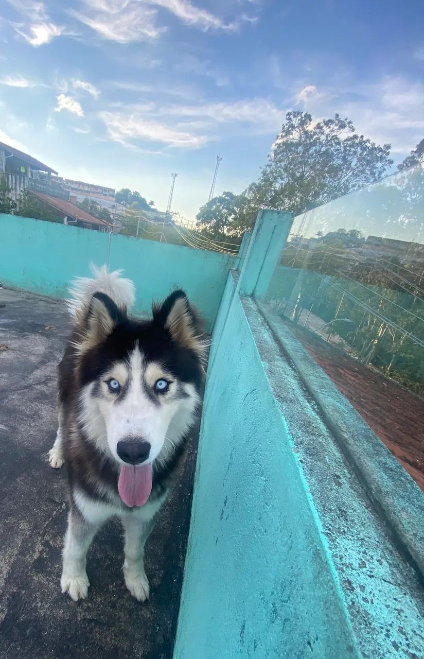Doa- se husky siberiano  - Foto 3