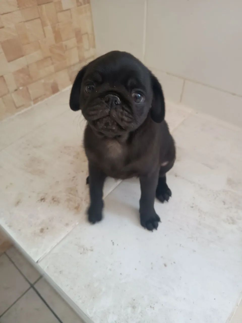 Filhote de Pug último  - Foto 4