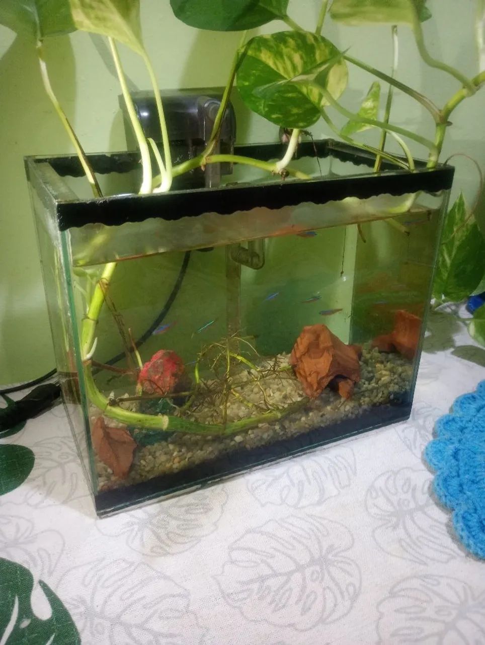 Aquário 9 litros, completo 