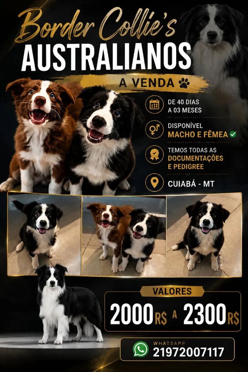 Cachorros Border Collie's