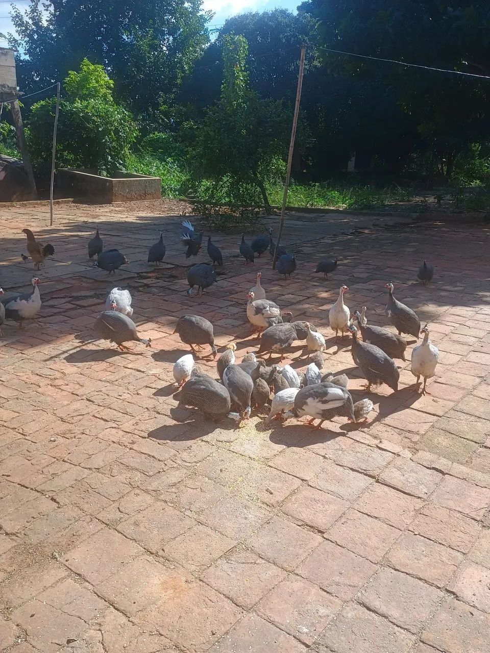 Venda de Angolas  - Foto 2