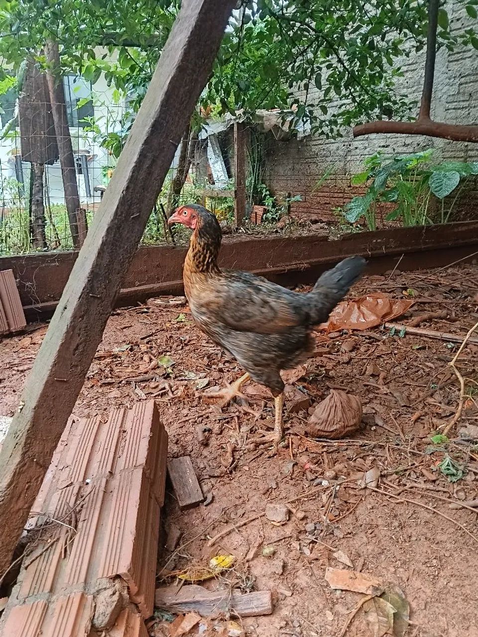 Galinha caipira  - Foto 2