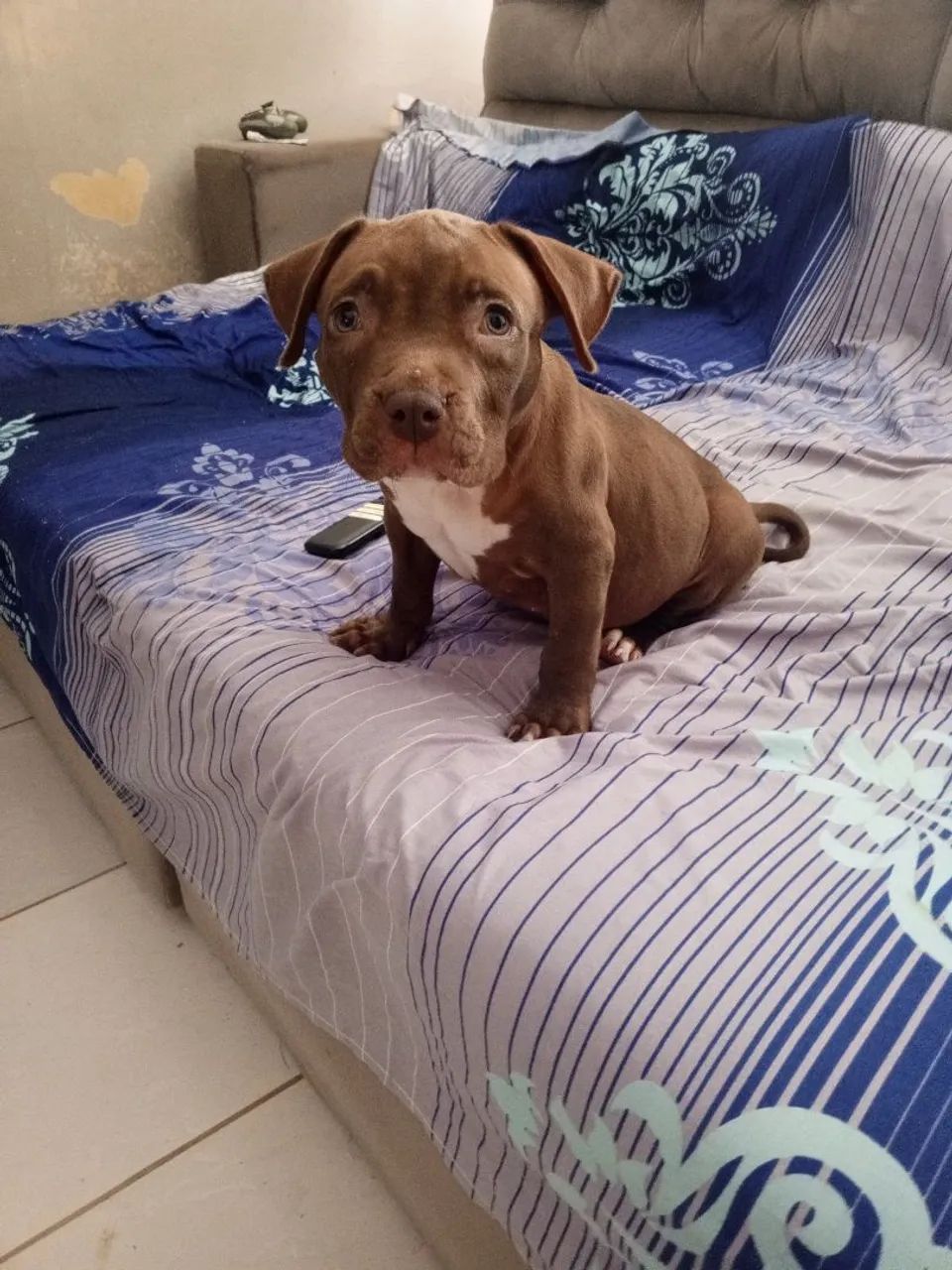 Vende-se filhote de Pitbull Monstro  - Foto 3