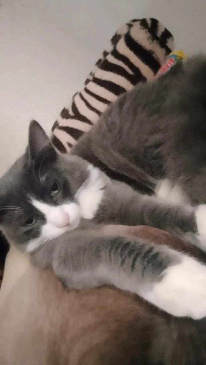 Gatos para adoção  - Foto 5