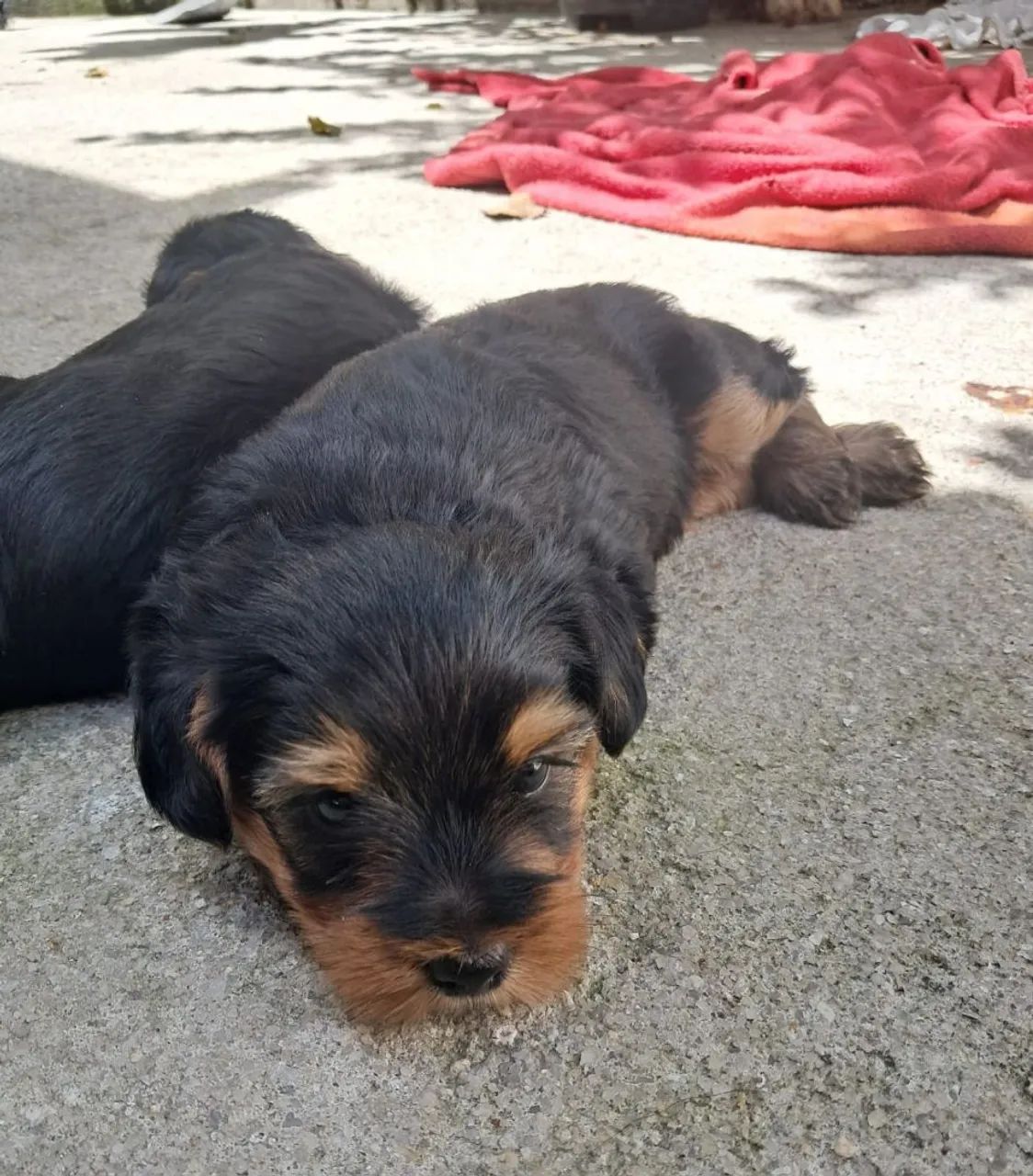 Yorkshire Terrier femea e macho  - Foto 3