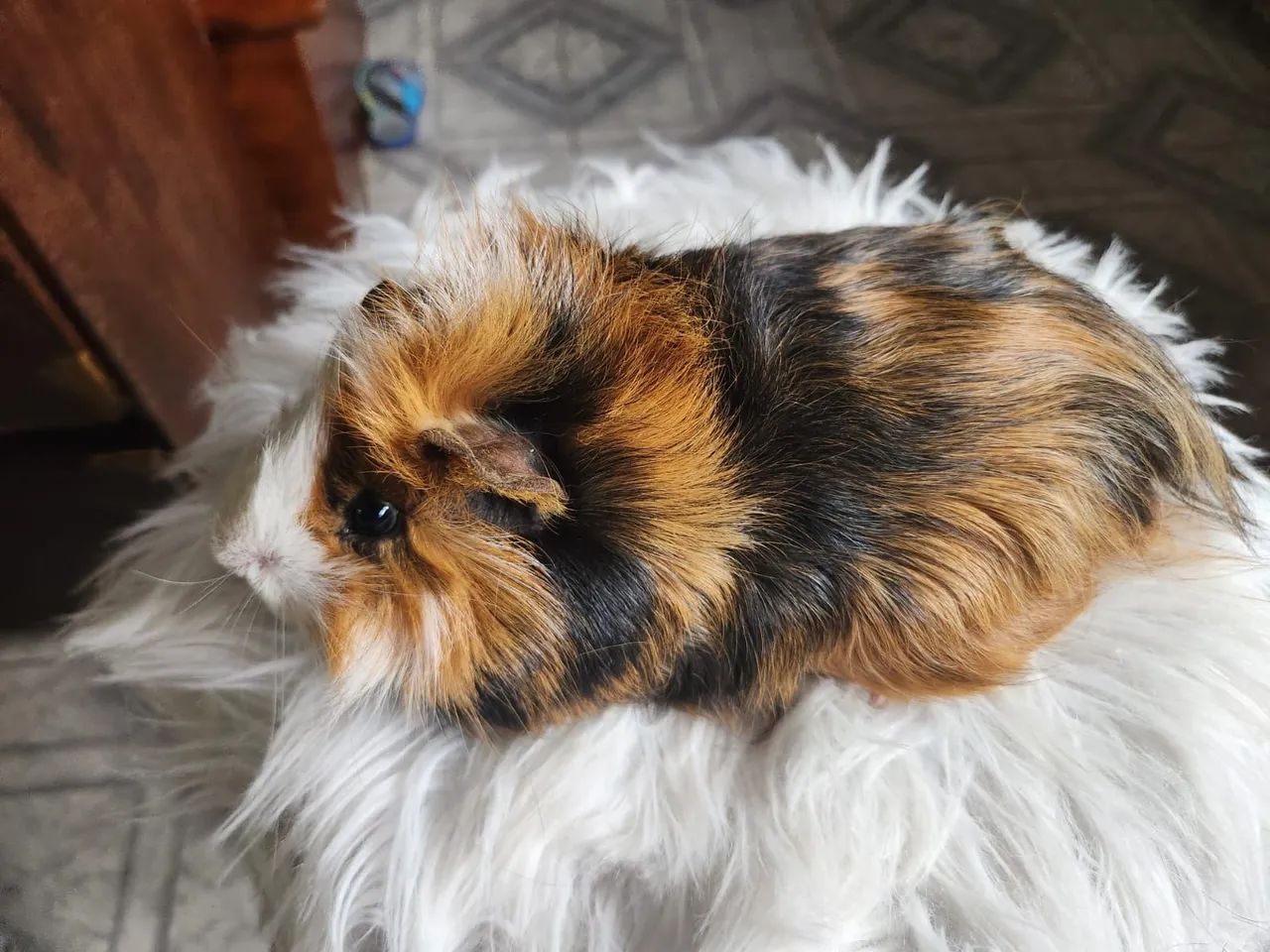 Porquinho da índia  - Foto 4
