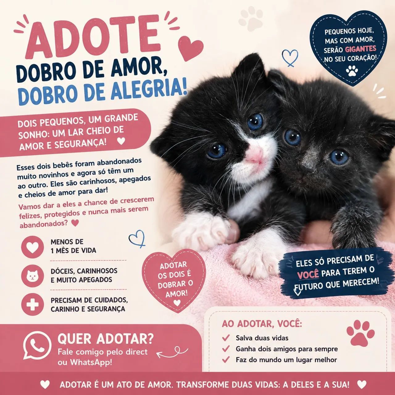 Gatinhos para adotar - Foto 2