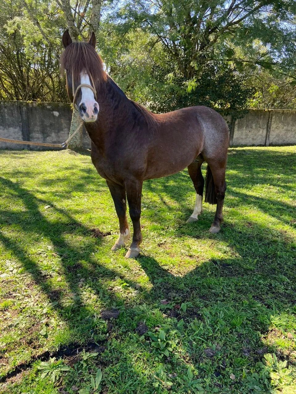 Garanhão Criollo puro com prêmios