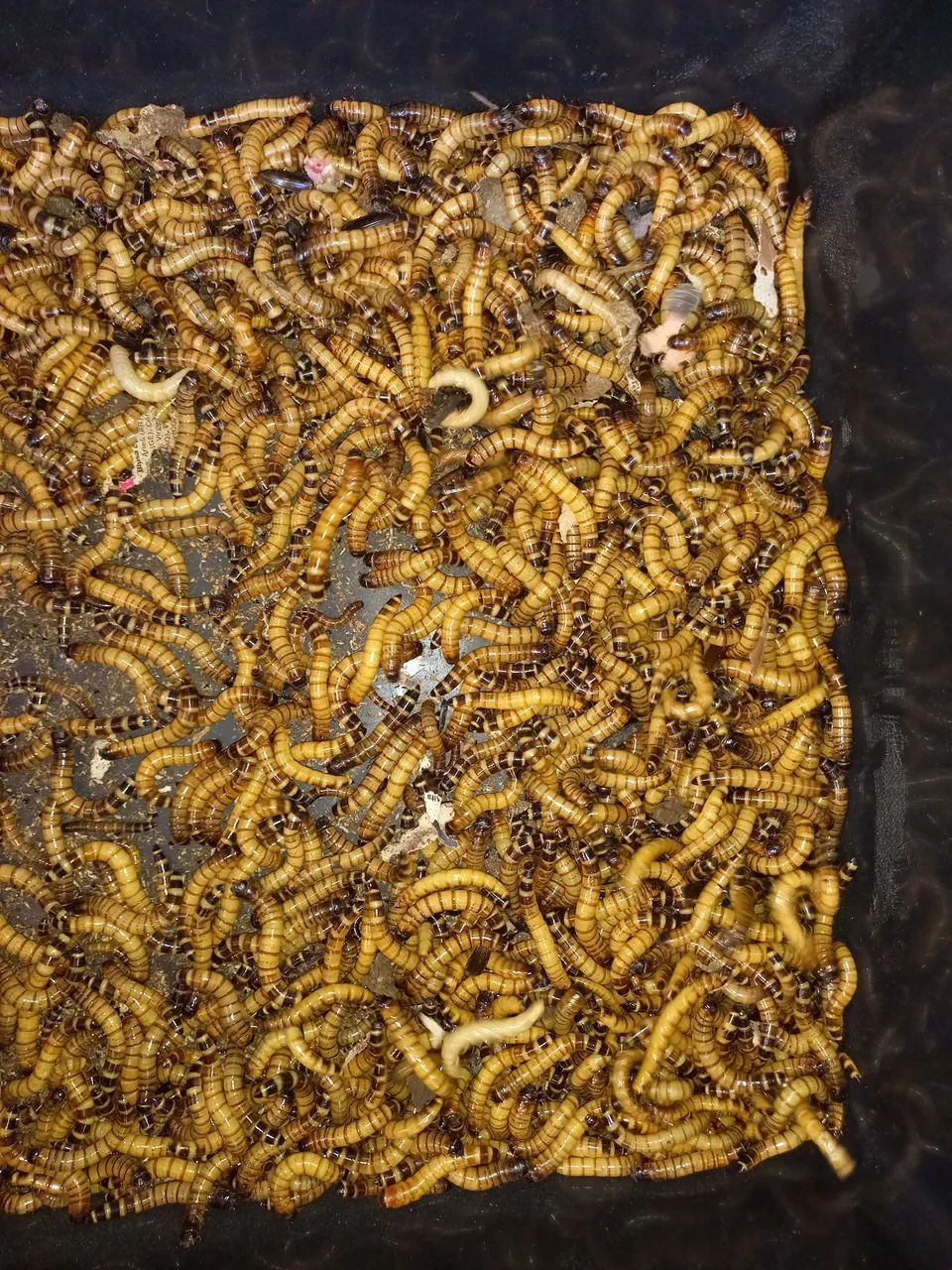 Tenébrios gigantes  - Foto 2