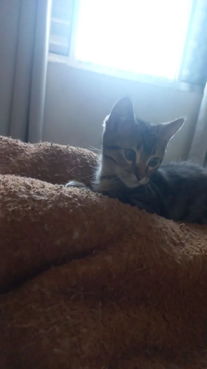 Doação Gatos Filhotes 