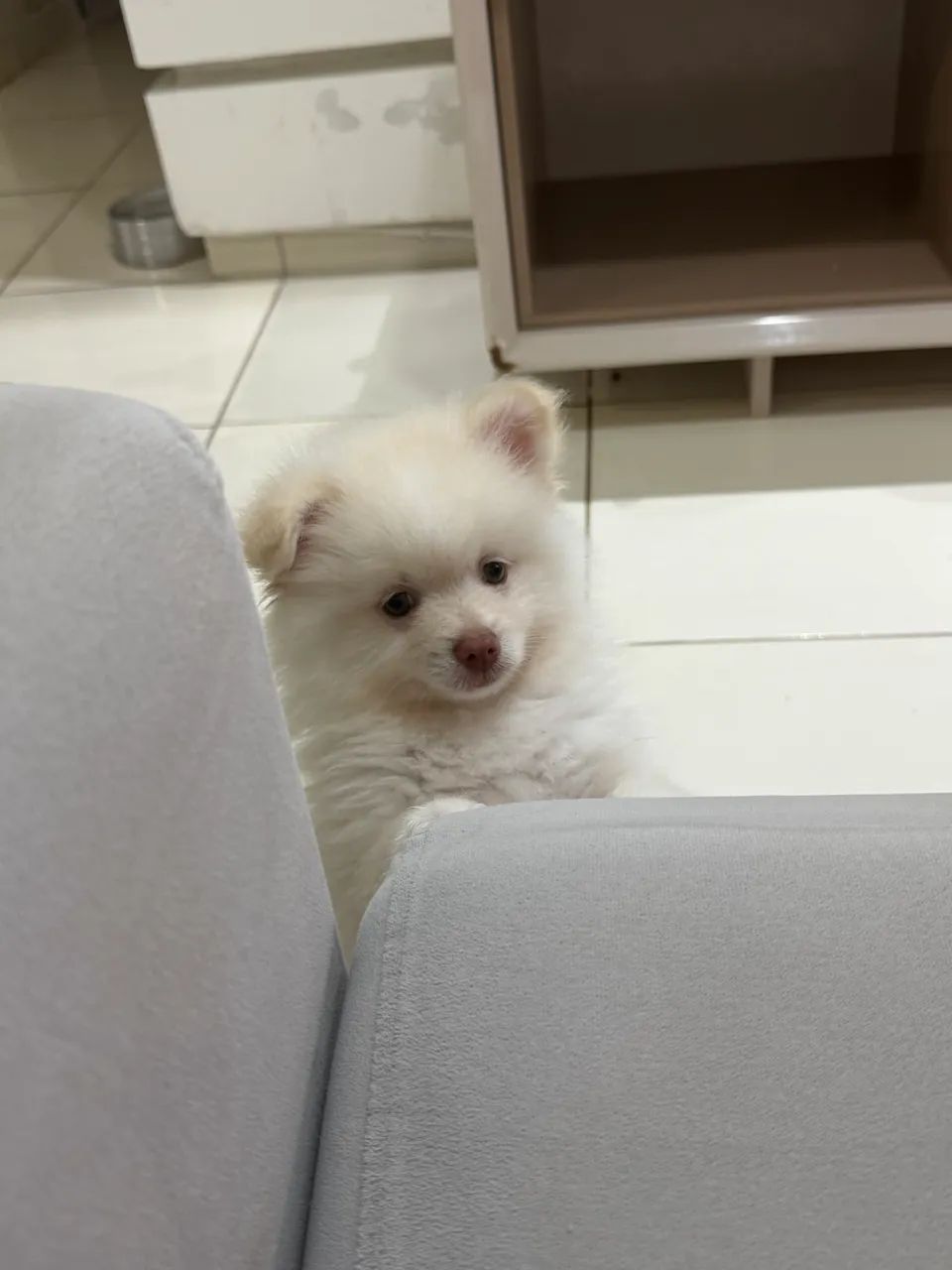 Spitz Alemão - Foto 3