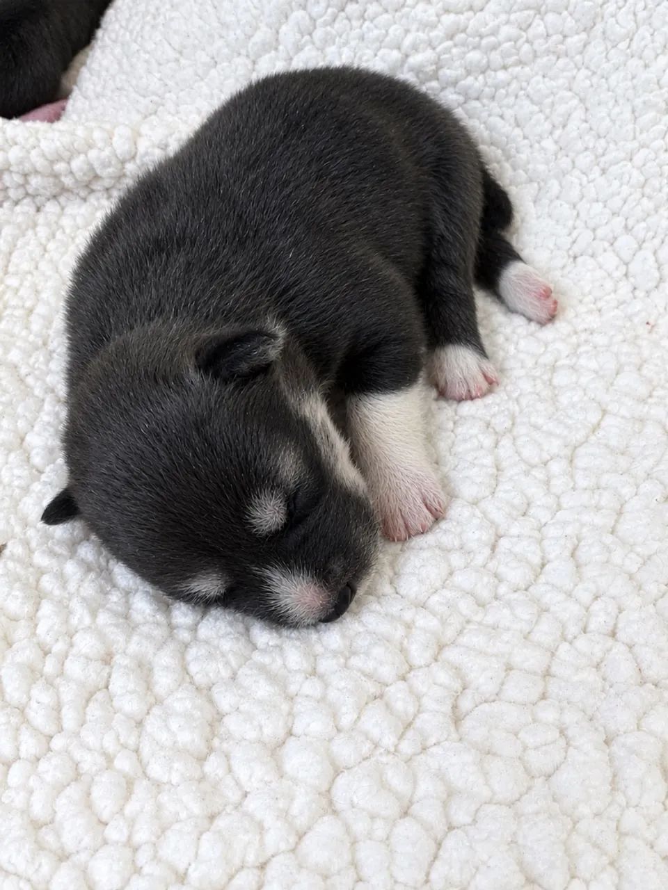 Husky Wooly - Foto 3