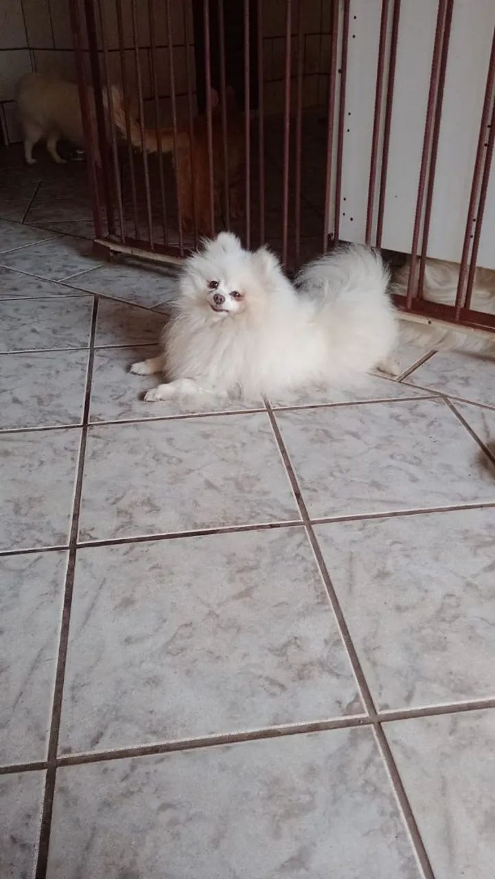 Cachorro várias raças  - Foto 5