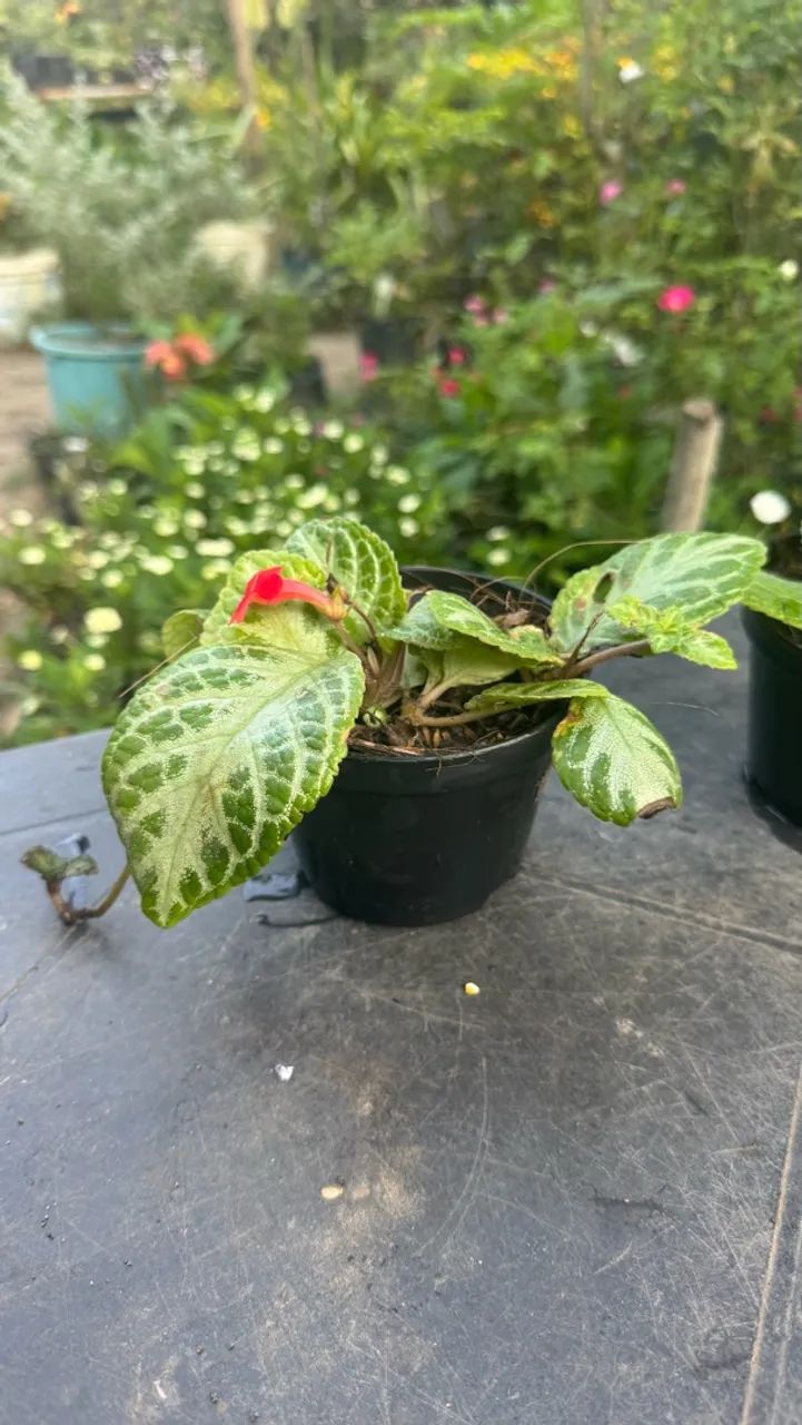 Plantas - Foto 4