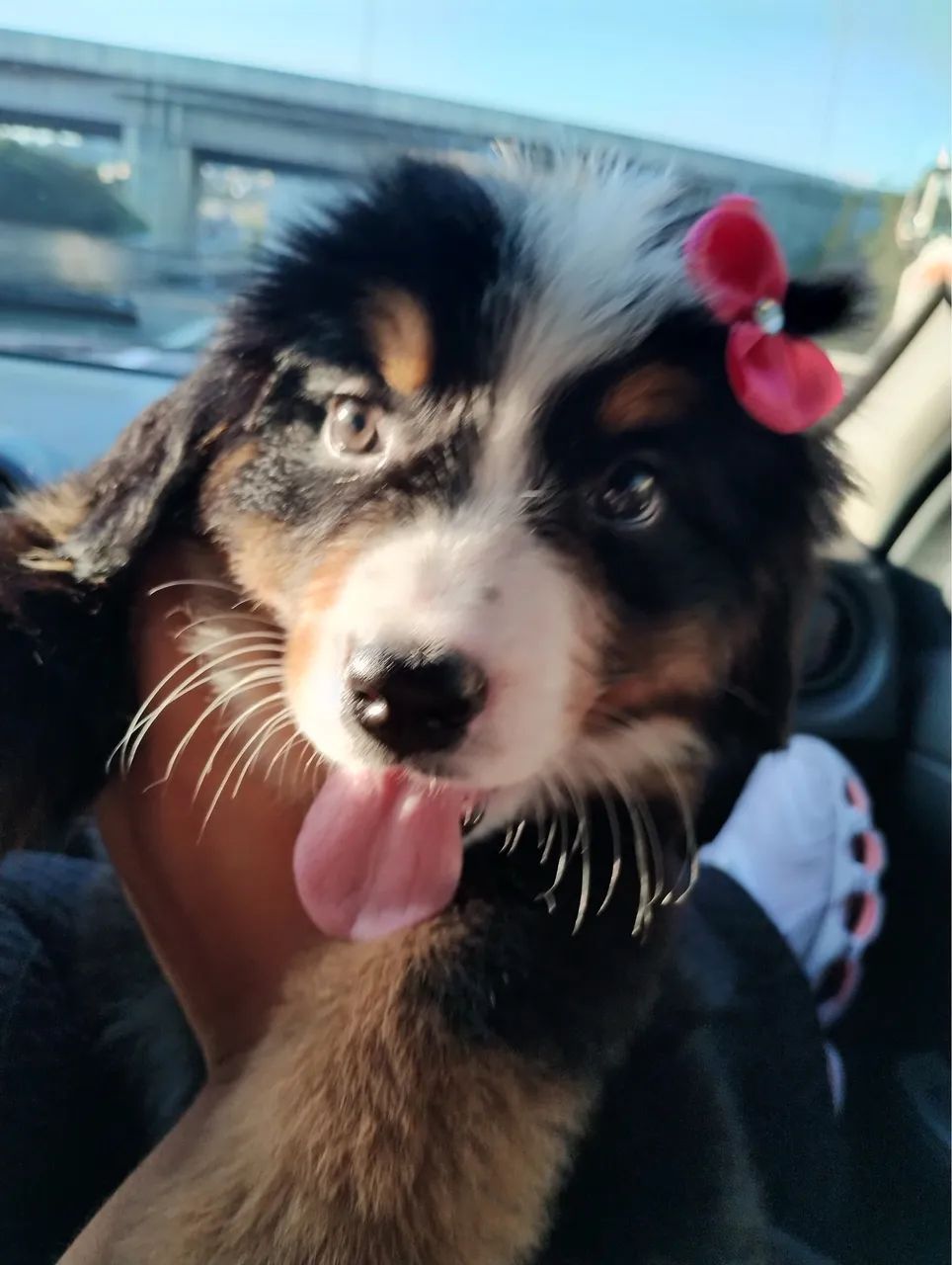 Bernese  - Foto 3