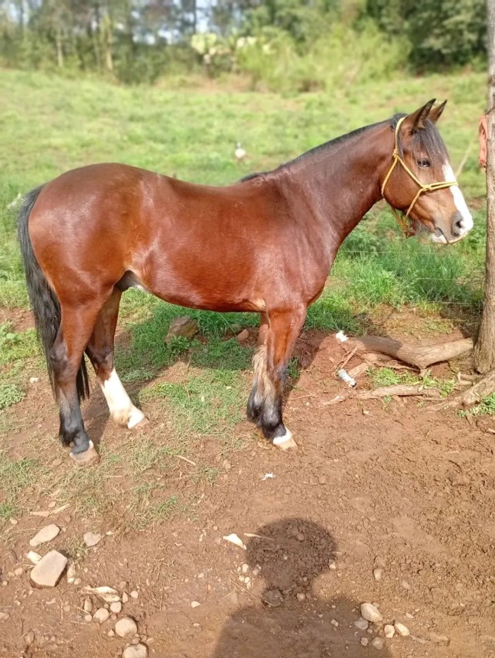 Cavalo Crioulo - Colorado - Foto 2