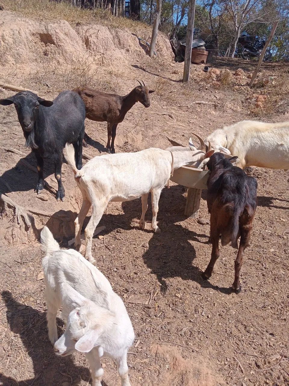 Vendo lote de cabras  - Foto 2