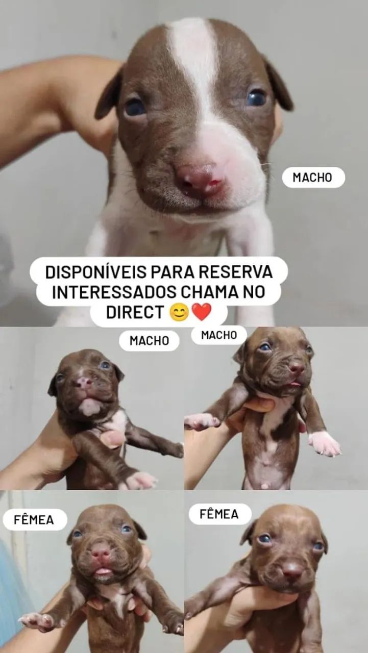 Filhotes de Pitbull 