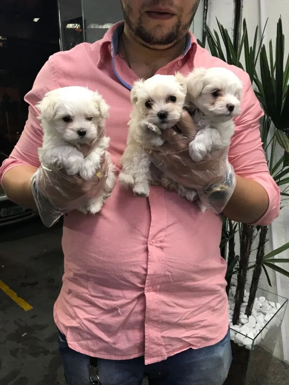 Maltês Fêmea com Pedigree - Pequena, Delicada e Muito Carinhosa - Foto 3