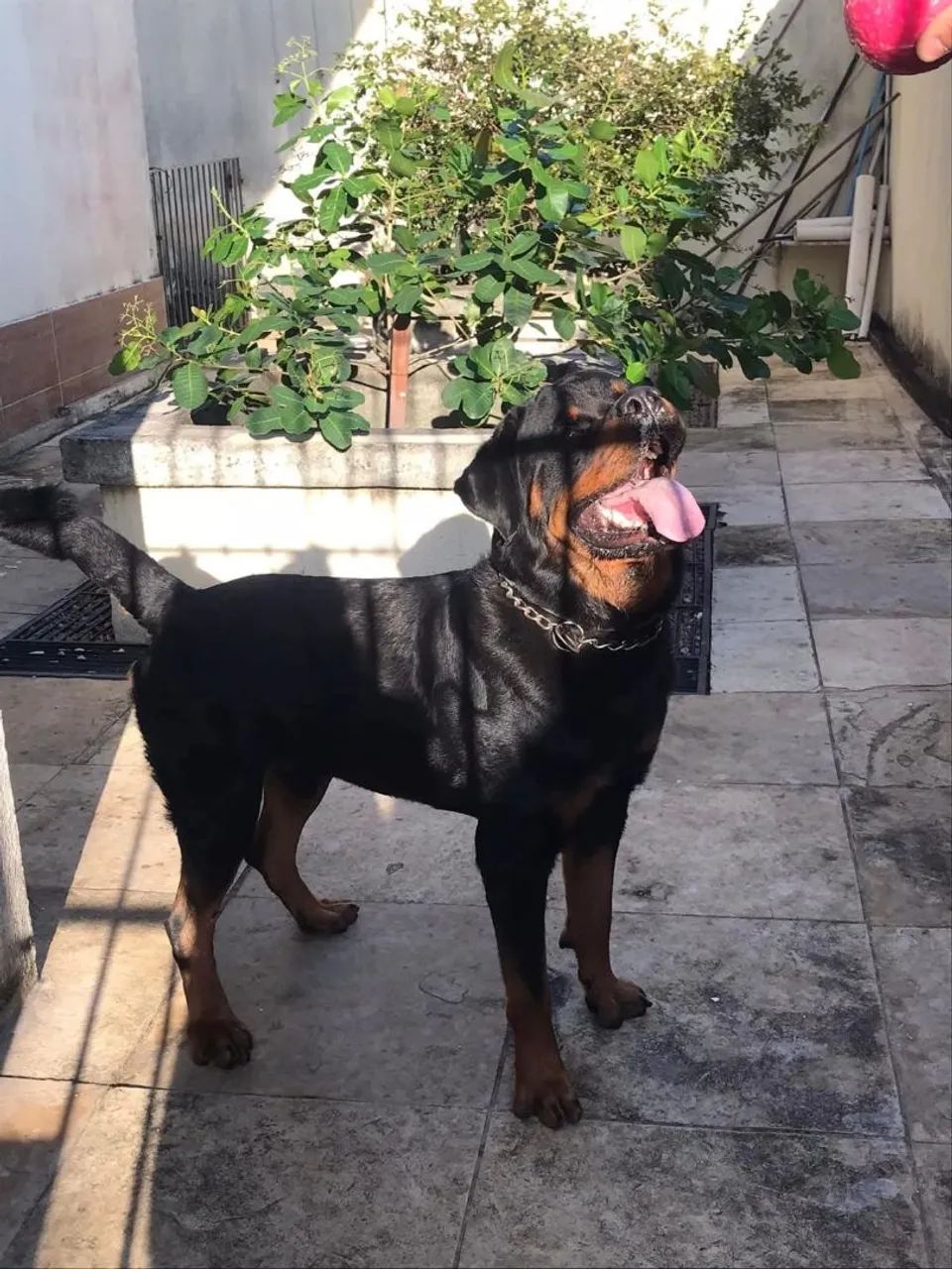 Filhote de rottweiler  - Foto 2