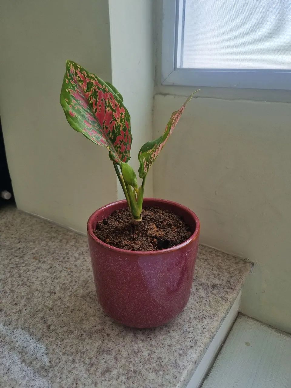 Vaso de planta - Foto 2