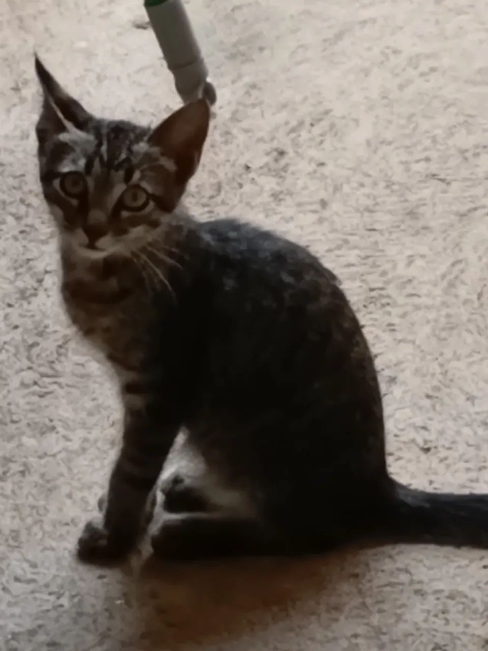 Filhote de Gato para Adoção (Fêmea - Raça Comum) - Foto 2