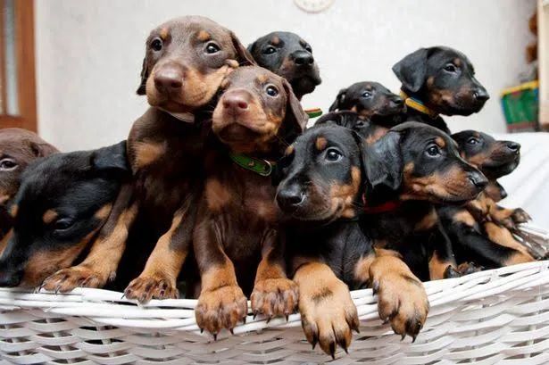 Doberman fêmea e macho 