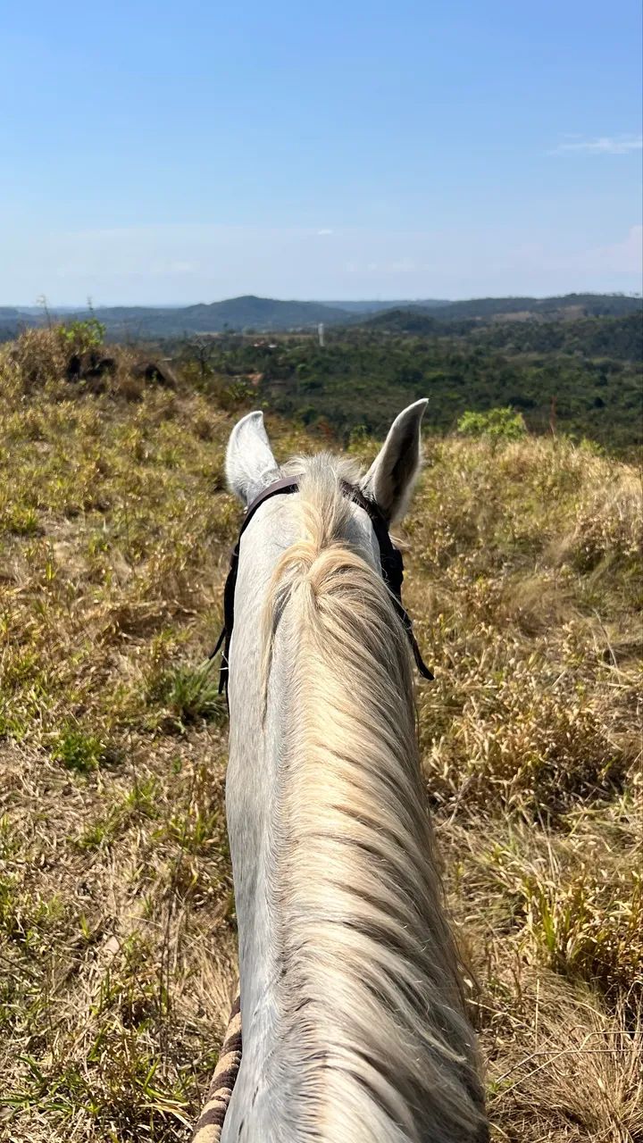 Cavalo  - Foto 3