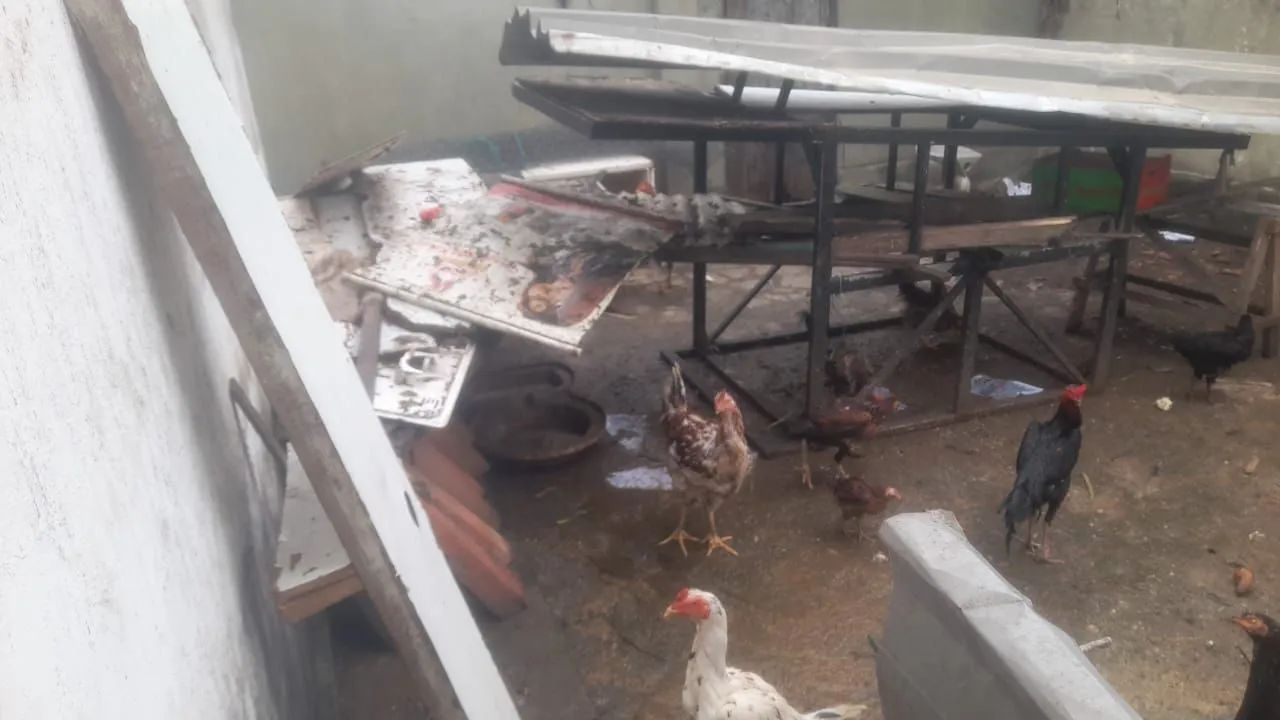 Galinhas e pato