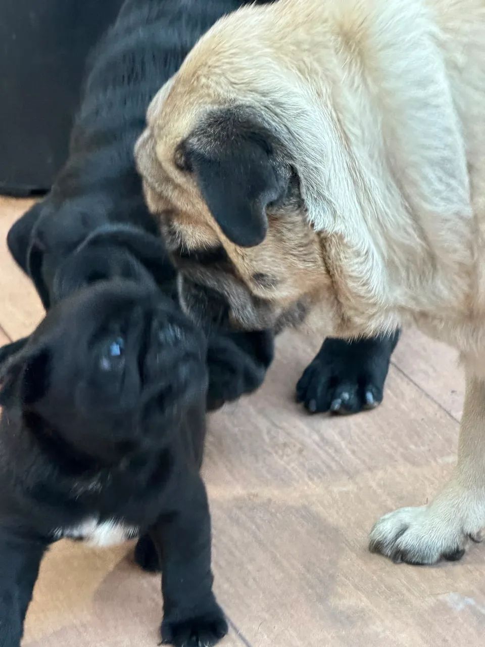 Filhote de Pug  - Foto 2