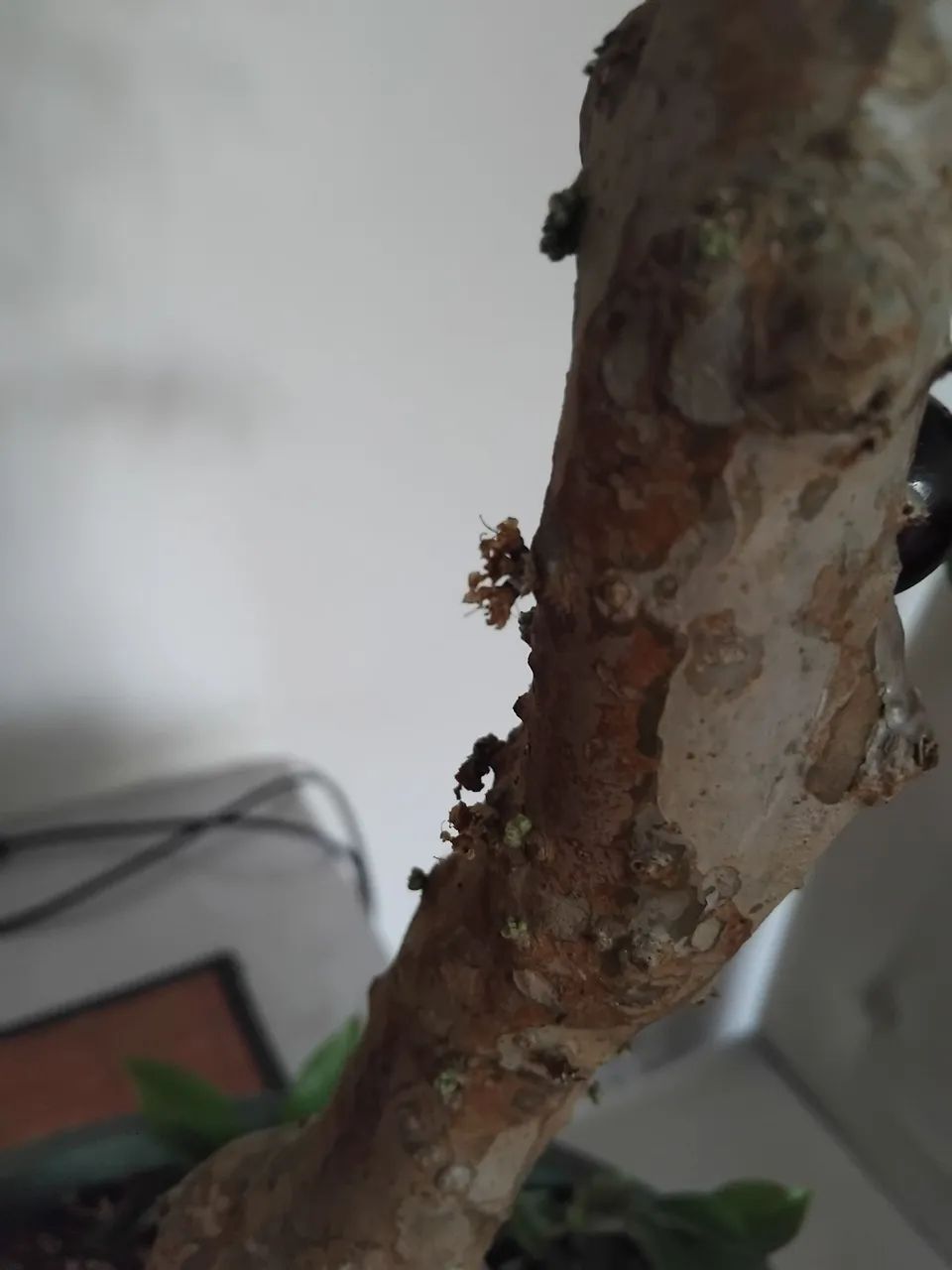 Bonsai jabuticaba hibrida - Foto 4