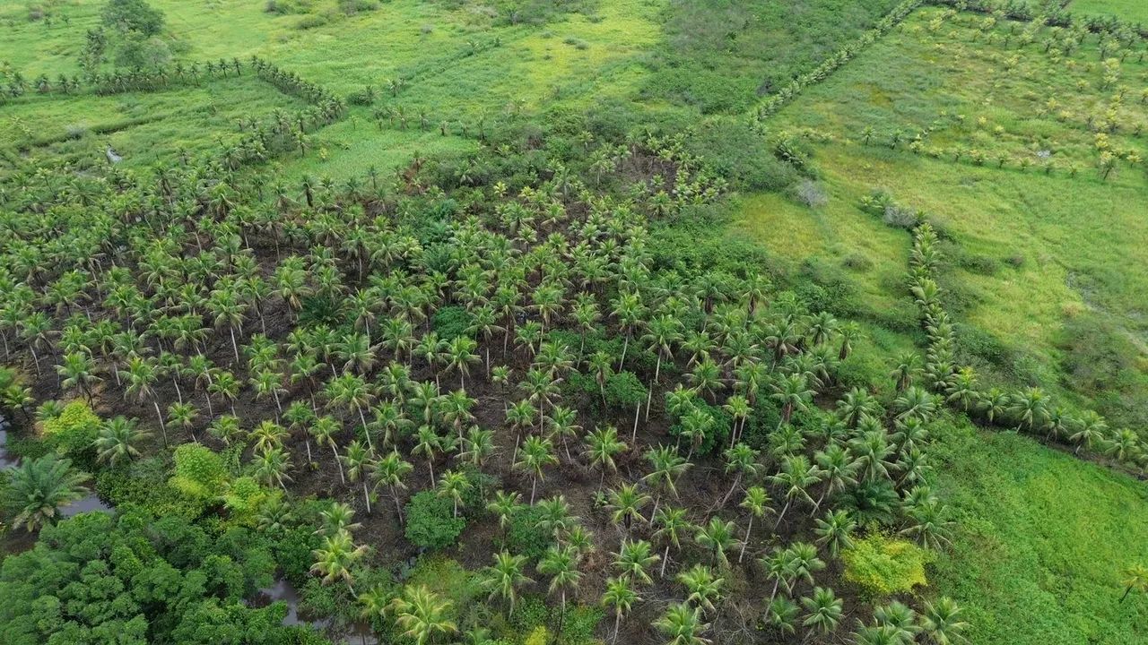Sítio de coqueiro em Barra de Santo Antônio  - Foto 4