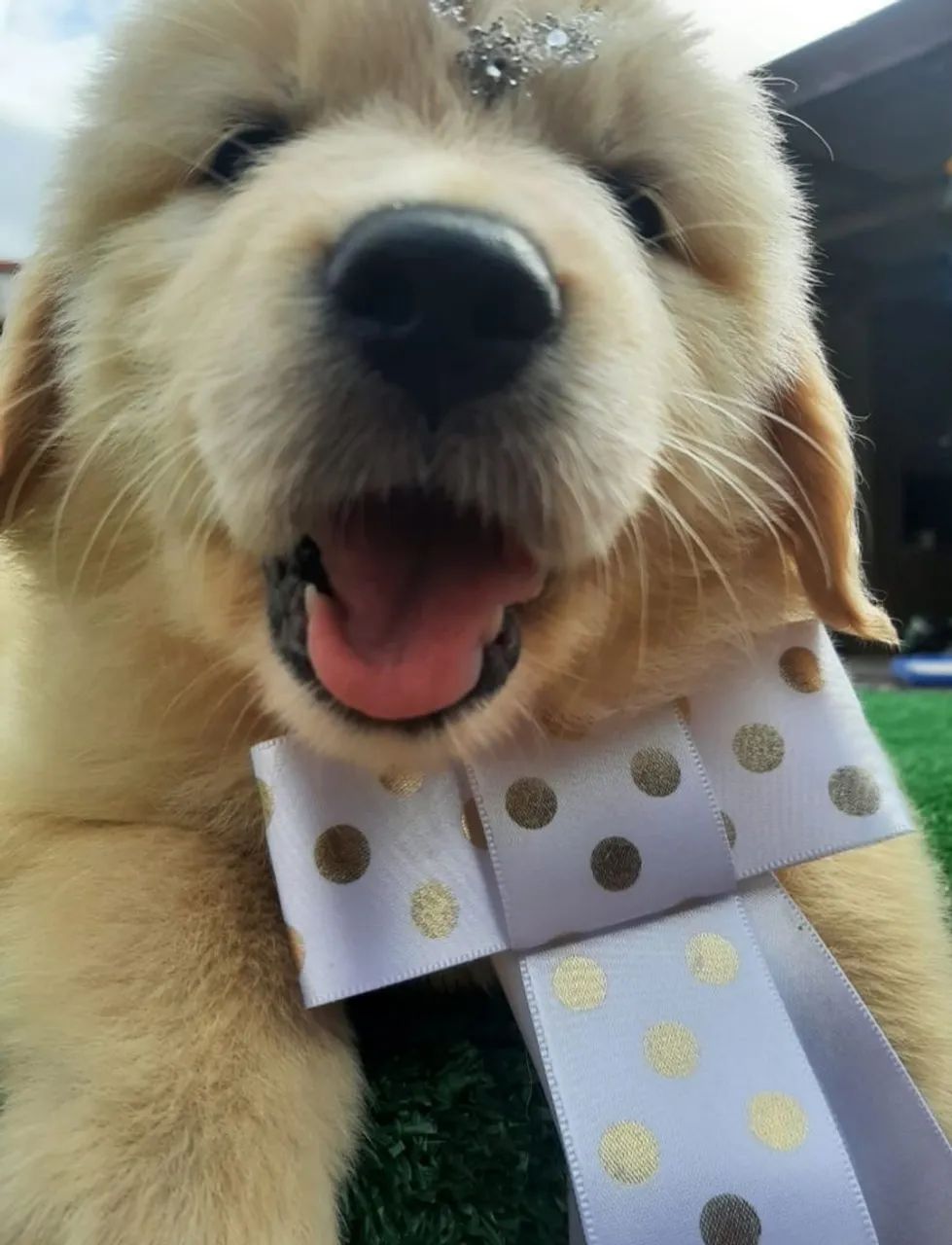 Golden Retriever 