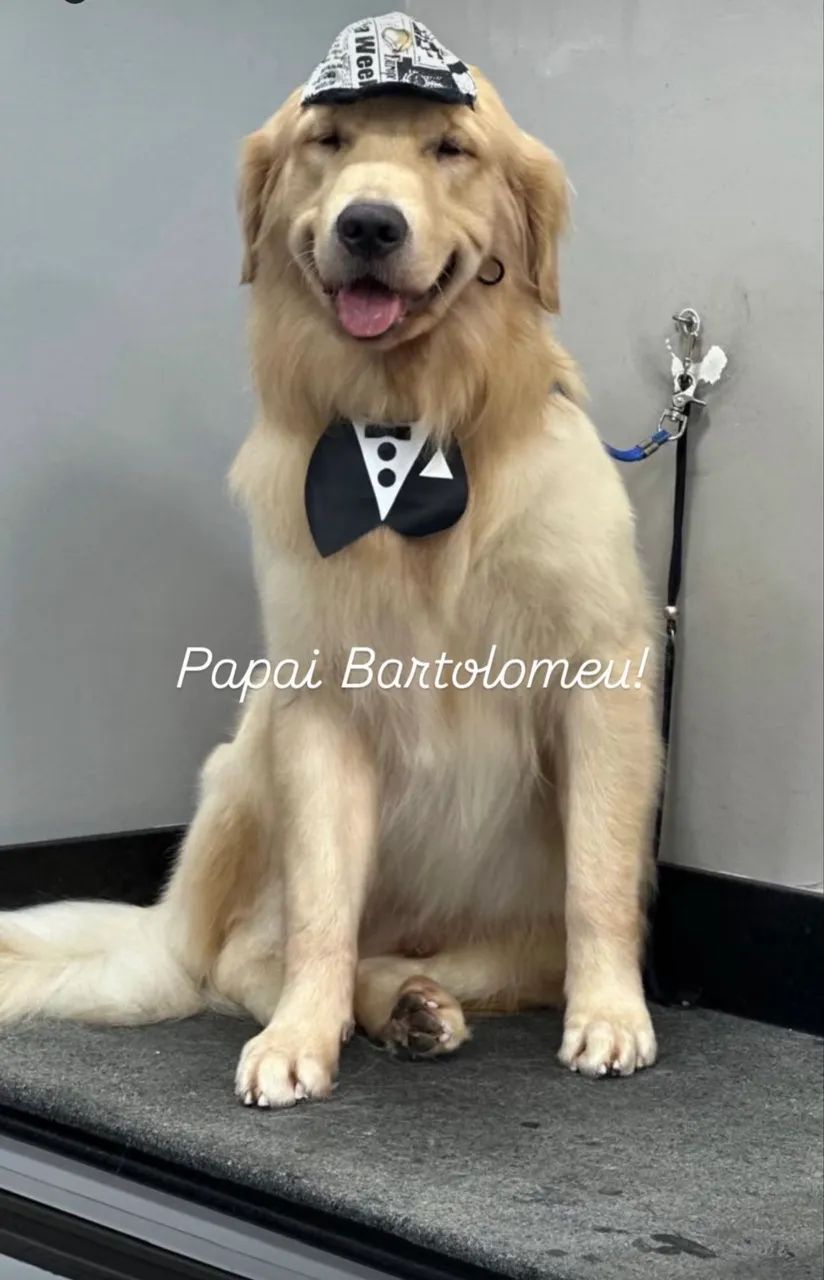 Filhotes de Golden Retriever - Foto 6